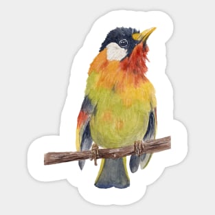 Colorful bird Sticker